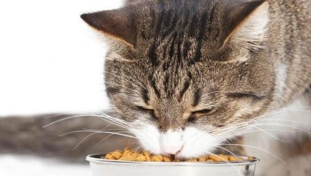 Hvordan træner man en kat til at tørre foder?