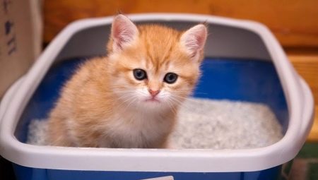 Làm thế nào để huấn luyện mèo con sử dụng khay vệ sinh?