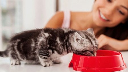 Kako trenirati mačića na suhu hranu?