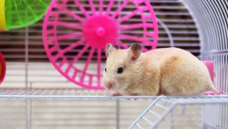 How to make a DIY hamster cage?