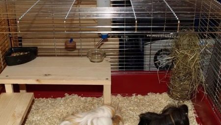How to make a guinea pig cage with your own hands?