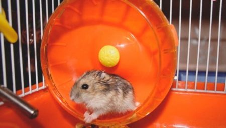 Comment faire une roue de hamster DIY ?