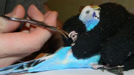 Как да отрежете ноктите на вълнист папагал?