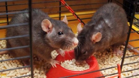 Wie wählt man Futter für schicke Ratten?