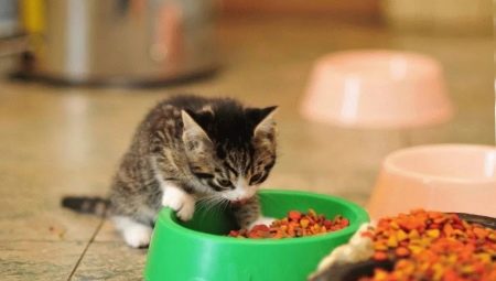 Hoe kies je voer voor kittens jonger dan een jaar?