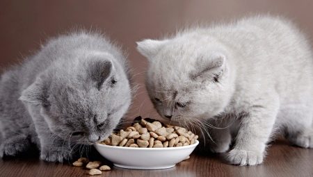 Πώς να επιλέξετε premium ξηρή τροφή για γάτες;