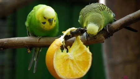 Τι φρούτα μπορούν να δοθούν στα παπαγαλάκια;