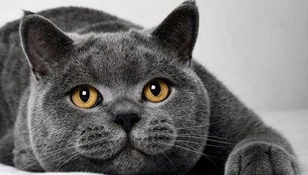 Milyen táplálék megfelelő brit macskáknak?