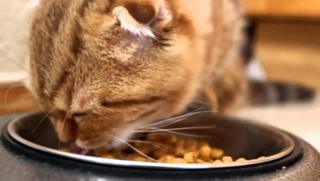 Comida canadiense para gatos: características y calificación del fabricante