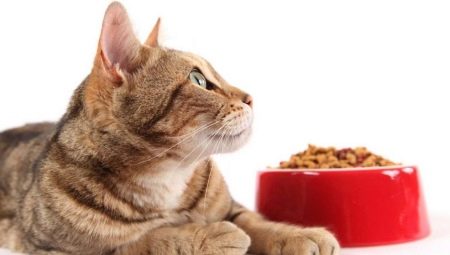 Klasser av mat for katter: forskjeller og nyanser av valg