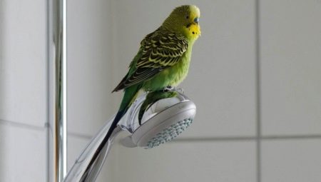 Kedy môže byť papagáj po kúpe vypustený z klietky?