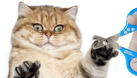 Nagelknipper voor katten: soorten, kenmerken naar keuze en bediening