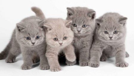 Comida para gatitos británicos: tipos y características de elección.