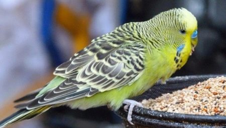 Mat för papegojor: typer och funktioner för urval