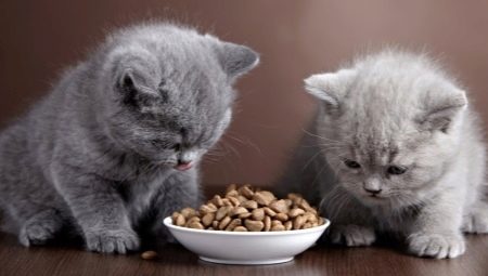 Makanan untuk anak kucing dan kucing dengan pencernaan yang sensitif