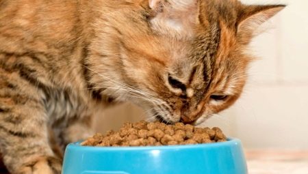 Makanan kucing premium: komposisi, produsen, tips pemilihan