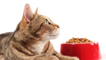 Τροφή ολιστικής κατηγορίας για γάτες: βαθμολογία παραγωγών και κανόνες επιλογής