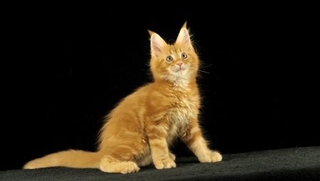 Short-haired and smooth-haired Maine Coons: description and care features