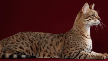 Котката на Ъшър: характеристики и правила за отглеждане