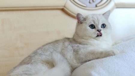 قطة شينشيلا الفضية: الوصف وقواعد الحفظ