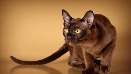 Amerikai burmai macskák: leírás és gondozási jellemzők