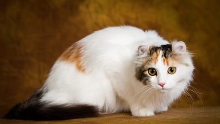Mèo American Curl: đặc điểm, quy tắc cho ăn và bảo dưỡng