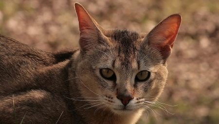 Котки Chausie: описание и характеристики на съдържанието