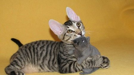 Szfinx macskák gyapjúval: ott vannak, mi a neve és miért történik ez?