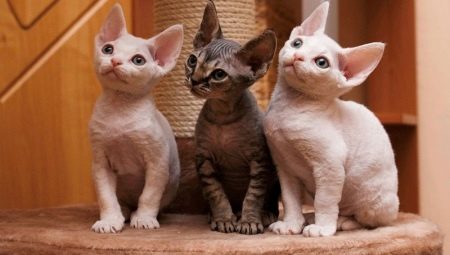 Котки Рекс: популярни породи и тяхното съдържание