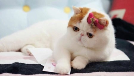 חתולי סנופי: איזה גזע זה והסיבות לפופולריות שלהם