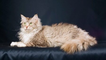 Laperm: popis mačiek, ich charakter a vlastnosti obsahu