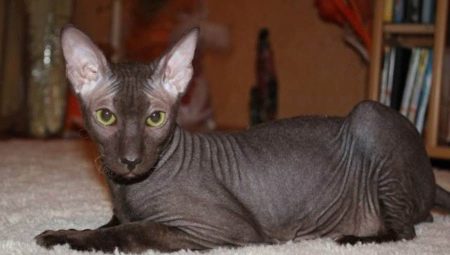 Katzen mit Glatze: Eigenschaften, Typen, Pflegeregeln