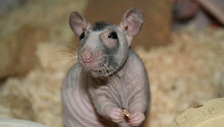 Rats chauves : caractéristiques de la race et conseils d'entretien