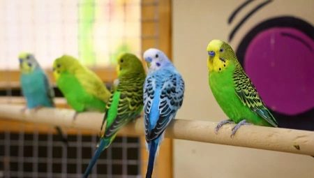 Malé papagáje: druhy, ako dlho žijú a ako sa starať?