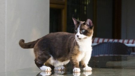 Munchkin: descripción de la raza de gatos, tipos y contenido.