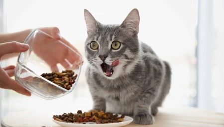 Apakah mungkin memberi makan kucing hanya makanan kering dan bagaimana melakukannya?