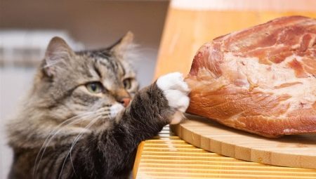 ¿Se puede alimentar a un gato con carne cruda y cuáles son las restricciones?