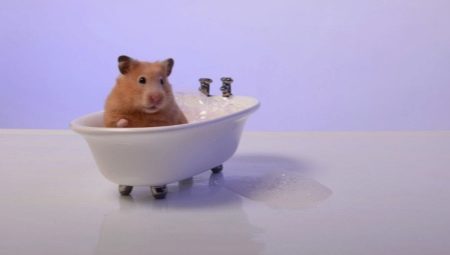 Je li u redu kupati hrčke i kako to učiniti ispravno?