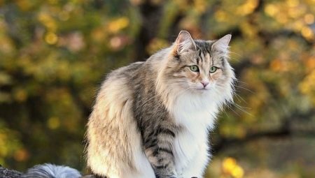 Норвежка горска котка: описание, поддръжка и развъждане