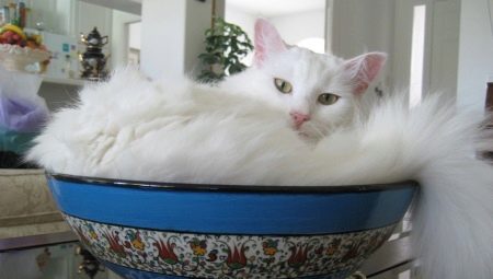 Turcijas Angoras šķirnes balto kaķu apskats