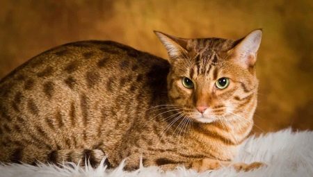 Ocicat: คำอธิบายและการดูแลแมวสายพันธุ์