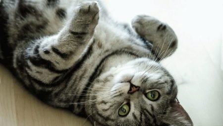 Barva britské kočky Whiskas: rysy barvy a jemnost péče