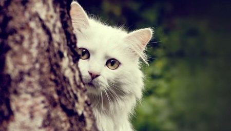 Popis angorských koček, jejich vlastnosti chovu a krmení