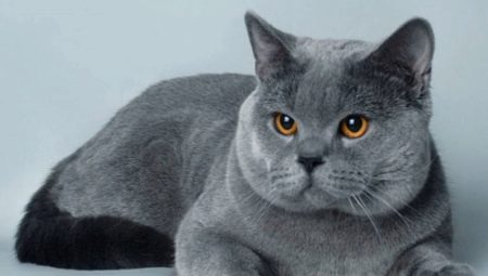 Descrizione dei gatti britannici blu e le sottigliezze del loro mantenimento