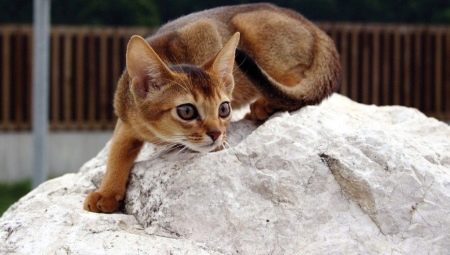 Description de la nature et des habitudes des chats abyssins