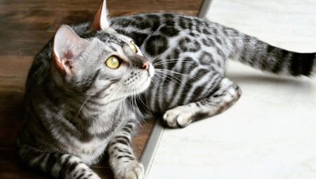 Descrizione e regole per tenere i gatti grigi del Bengala