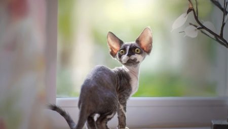 Beschreibung und Pflege von Devon Rex Katzen