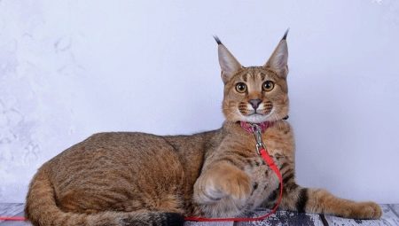 Descrizione e mantenimento dei gatti di razza Karaket