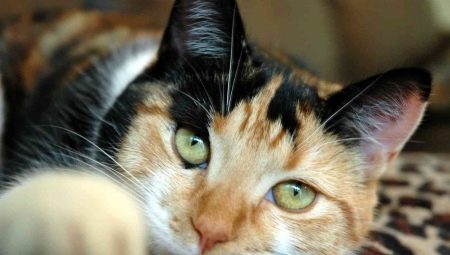 Trispalvių kačių veislių aprašymas ir priežiūra