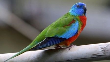 Opis druhov papagájov trávových a pravidlá ich údržby
